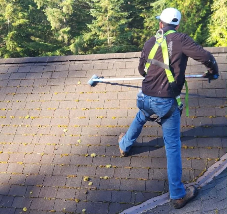 Owner in a safety harness brushing moss off an asphalt shingle roof
